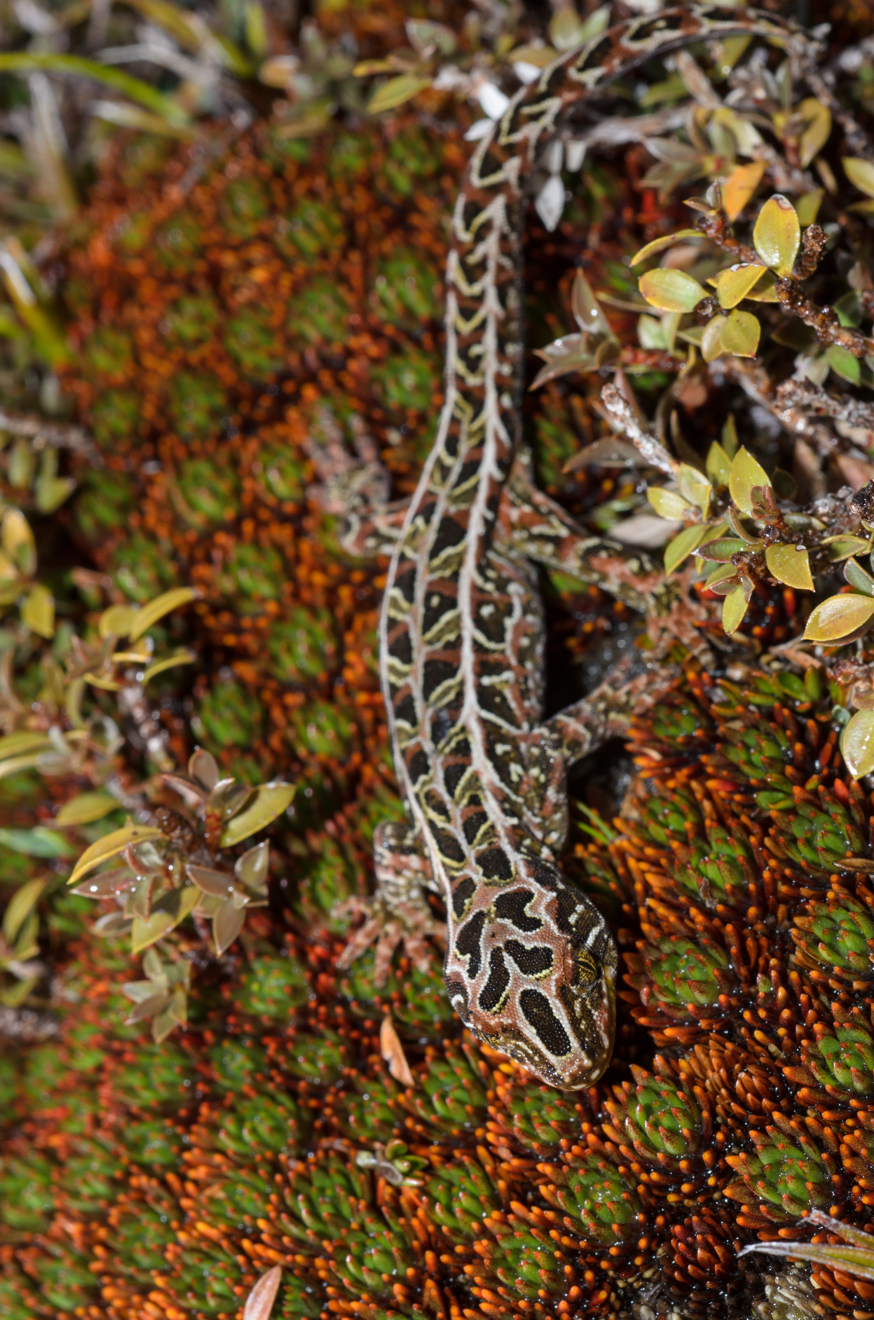 DSC_2824 – Adventure, Crispin, Hoplodactylus, Island, March 2017, National Park, New, New Zealand, Rakiura, South, Stewart, Tukutuku rakiurae, Zealand, amazing, gecko, harlequin gecko, rare, stunning
